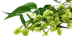 Neem-leaves_berries-Amazing Benefits of the Neem Tree