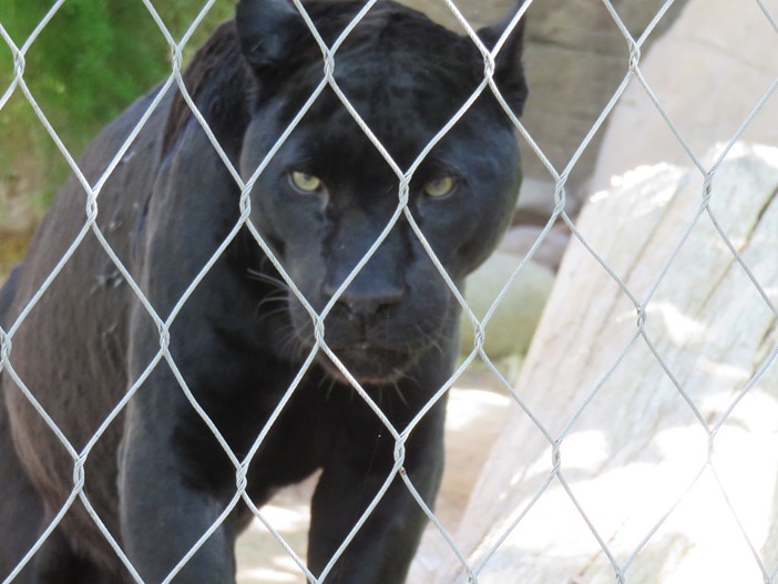 Panther (melanistic jaguar),